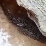 Belajar dari Jakarta, Warga Minta Semarang Juga Ikut Berantas Ikan Sapu-Sapu