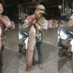 Lele Monster 13,5 Kilogram Jadi Rezeki Zulkar, Hasil Tangkapan Dijual untuk Kebutuhan Keluarga